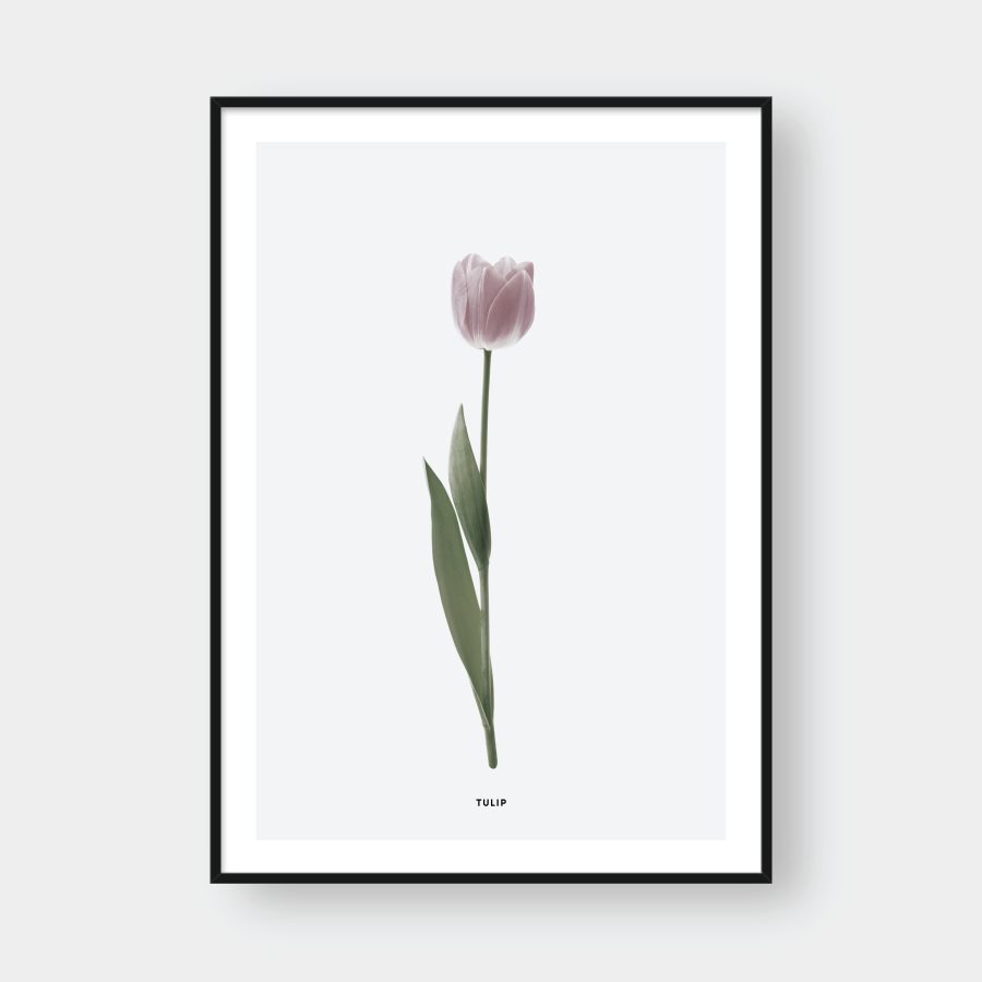 PINK TULIP FLOWER