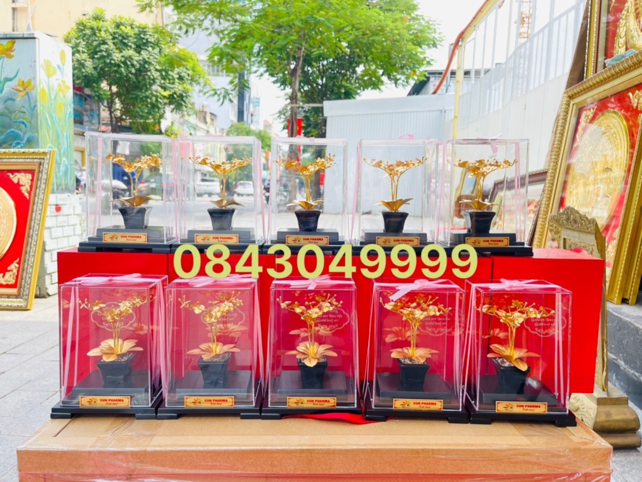 Chậu Lan Mạ Vàng