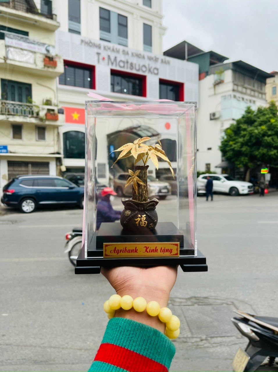 Cây Kim Ngân Mạ Vàng