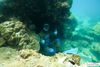 Đồ Lặn Giữ Nhiệt Bắn Cá Spearfishing Wetsuit 3 mm Nam Nữ - AL129250V