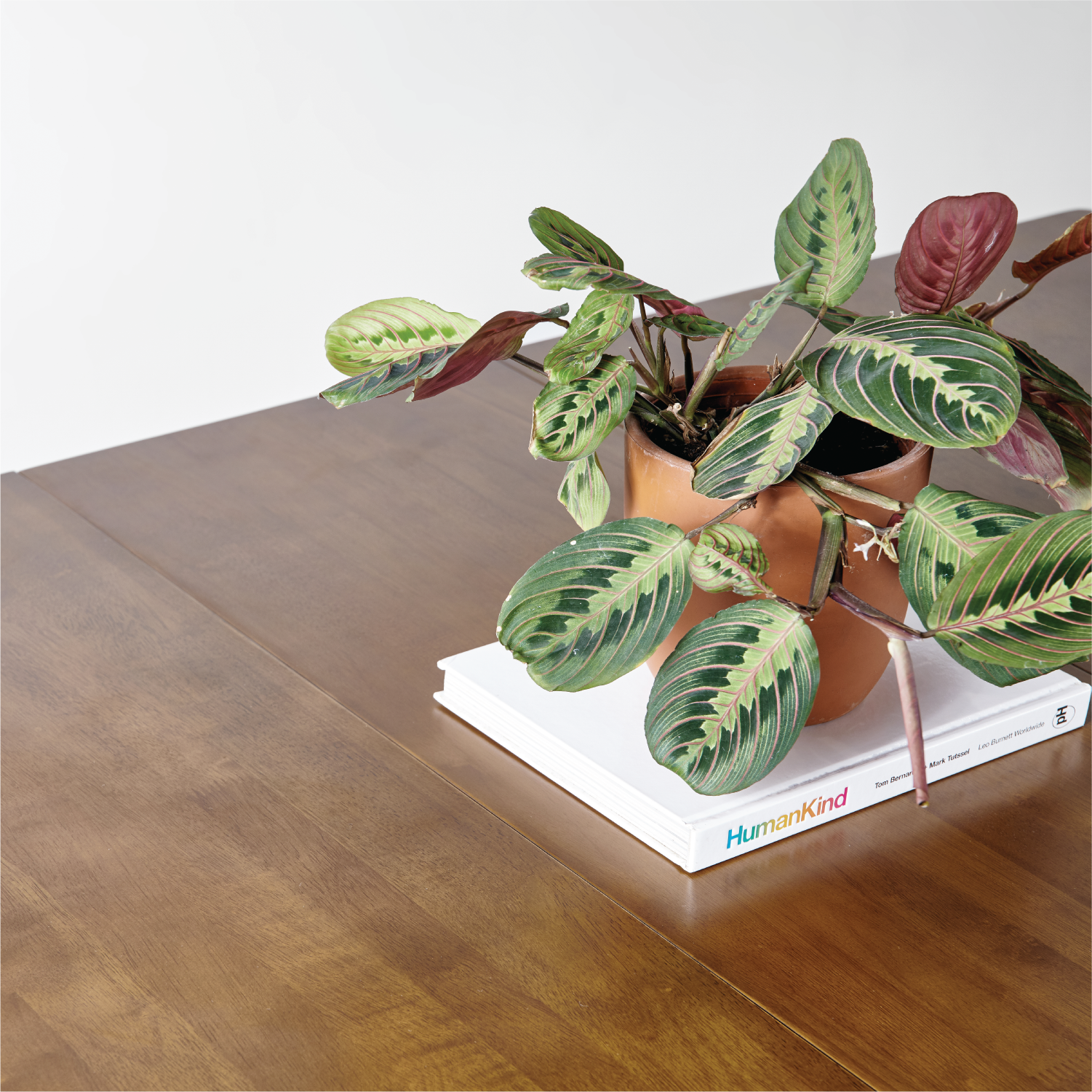 Bàn Maranta No.5 - Light Walnut
