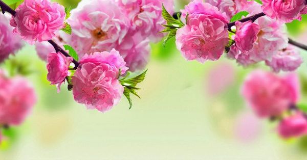 Hình nền hoa Đào ngày Tết Hình nền hoa Đào đón Tết Tân Sửu 2021
