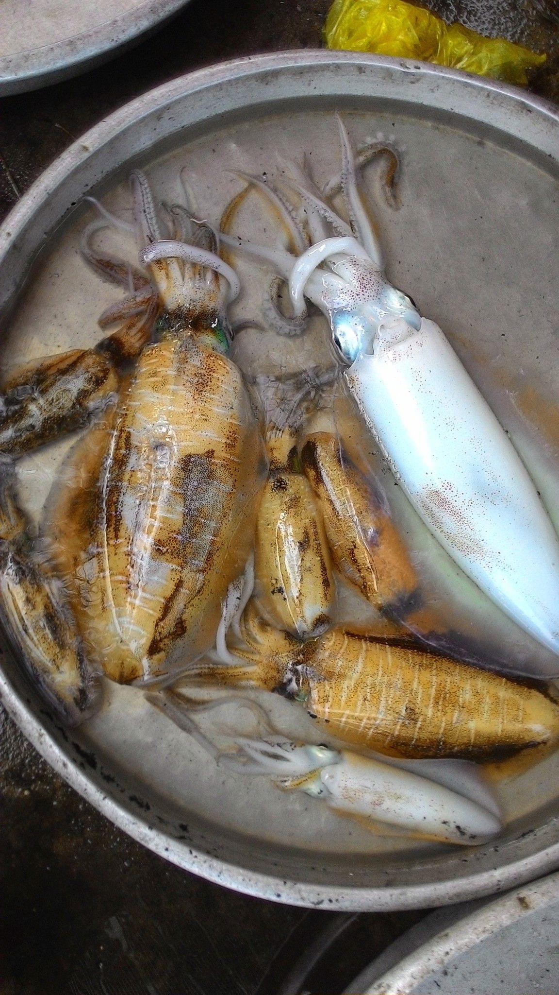 Mực lá câu Mi Nơ Phú Quốc