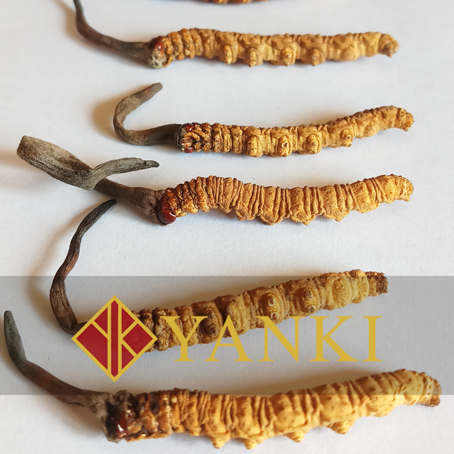 Mix 10g B&C ~ Special price