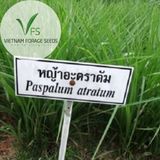 Cỏ Paspalum - chịu ngập úng