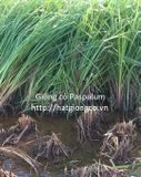 Cỏ Paspalum - chịu ngập úng