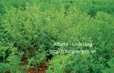 Cỏ Alfalfa - Linh lăng