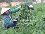 Cỏ Alfalfa - Linh lăng