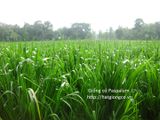 Cỏ Paspalum - chịu ngập úng