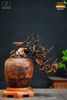 bonsai đào gỗ trắc