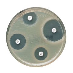 Oxoid™ Fluconazole Antimicrobial Susceptibility Disks, 25 µg