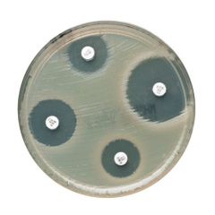 Oxoid™ Gentamicin Antimicrobial Susceptibility Discs