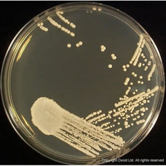 Thermo Scientific™ Oxoid™ Sabouraud Dextrose Agar (Dehydrated), CM0041