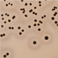 Thermo Scientific™ Culti-Loops™ Staphylococcus aureus subsp. aureus ATCC™ 25923™, R4607010