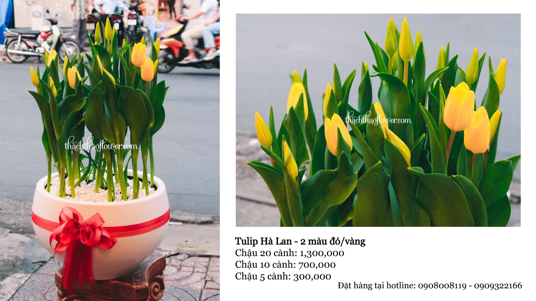  TE006 - Chậu Sứ Trắng 20 Cành Tulip (Vàng/Đỏ/...) 