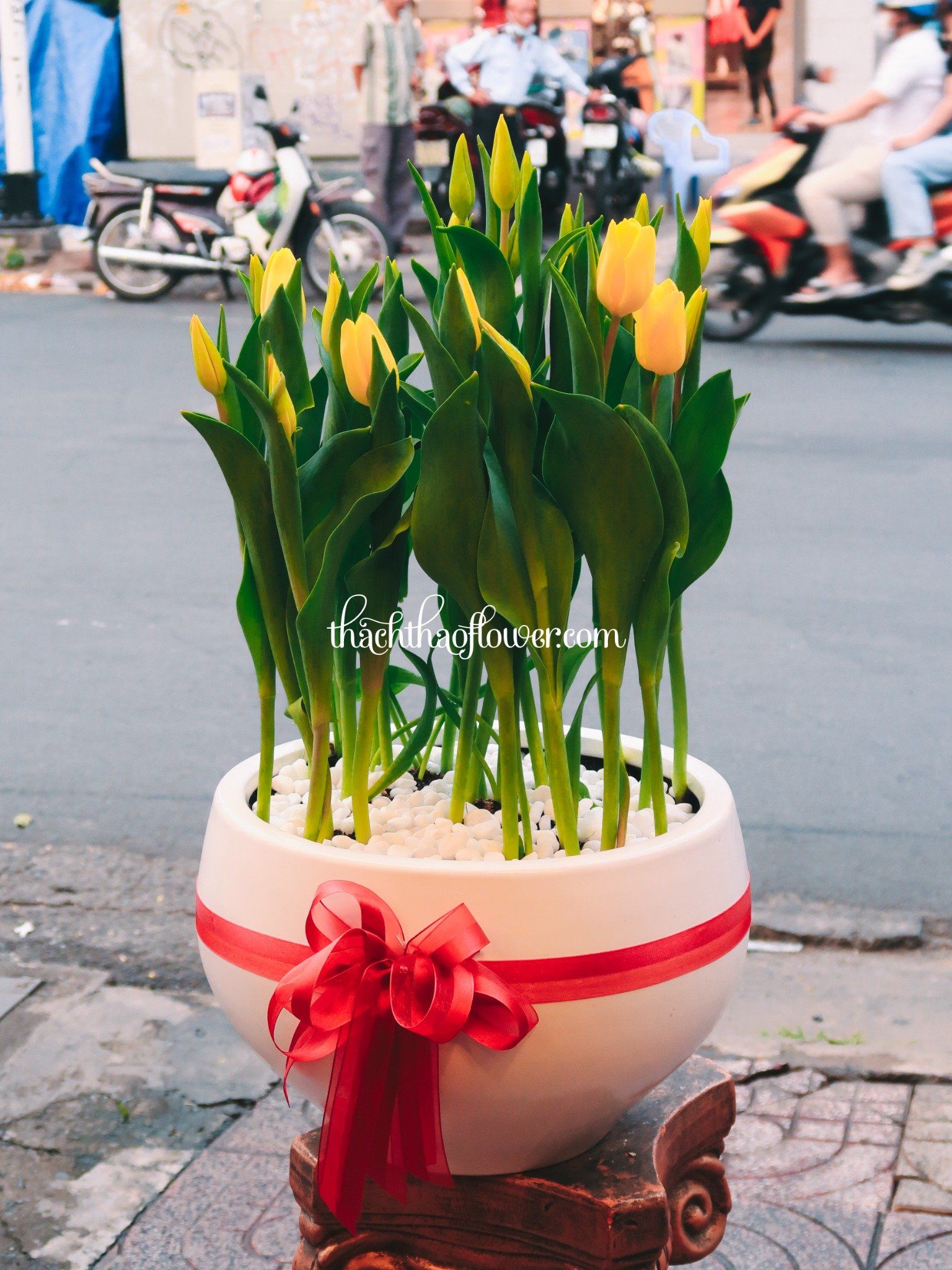  TE006 - Chậu Sứ Trắng 20 Cành Tulip (Vàng/Đỏ/...) 