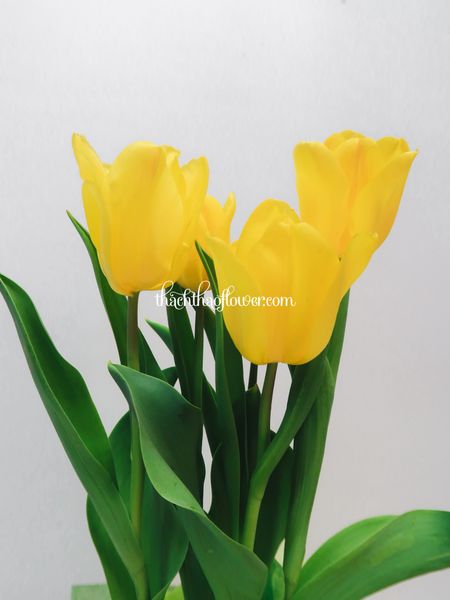  TE016 - Hộp Gỗ Tulip 5 Cành (Có Nhiều Màu) 