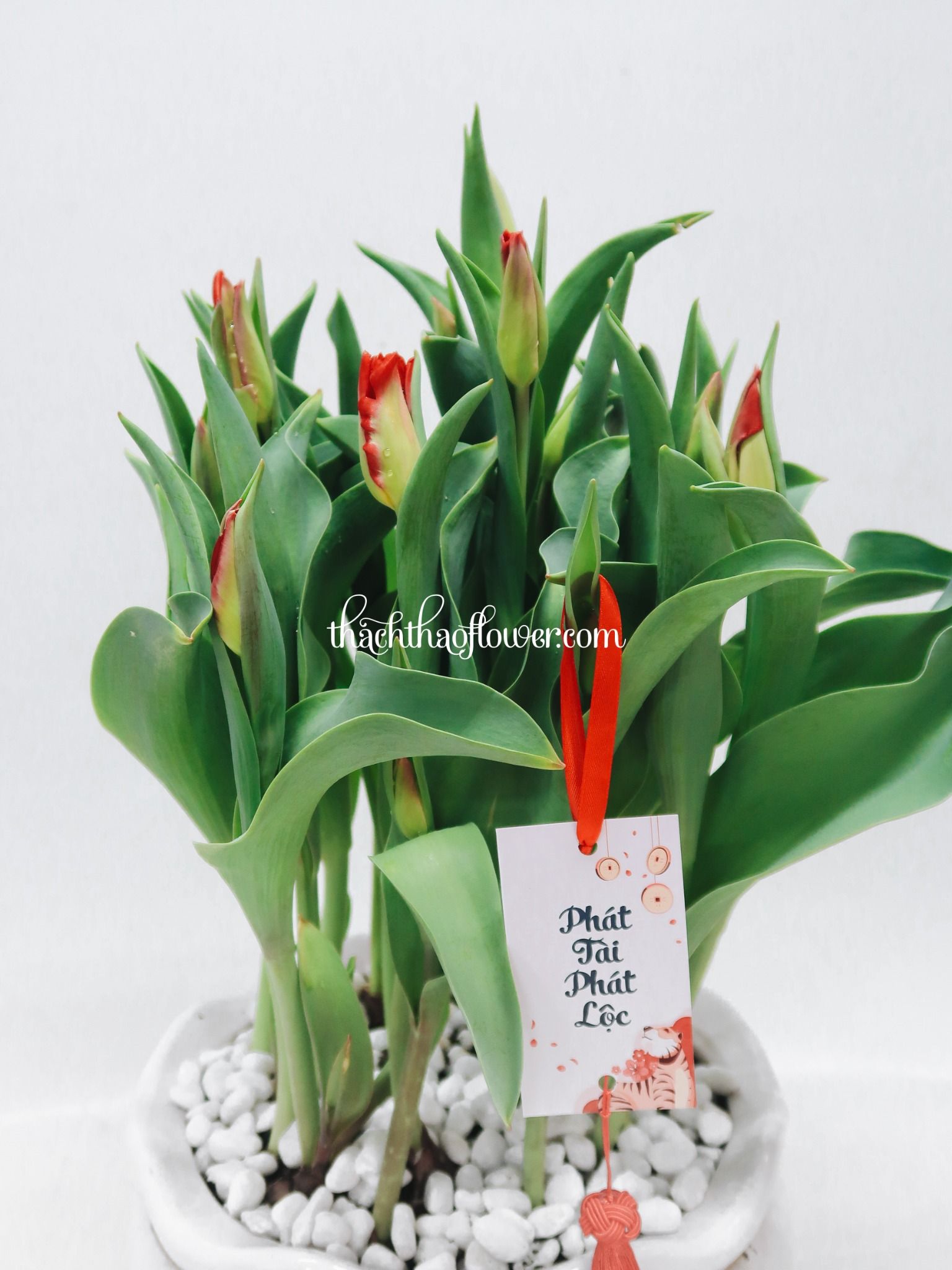  TE025 - Chậu Tulip Đỏ 20 Cành Lớn 