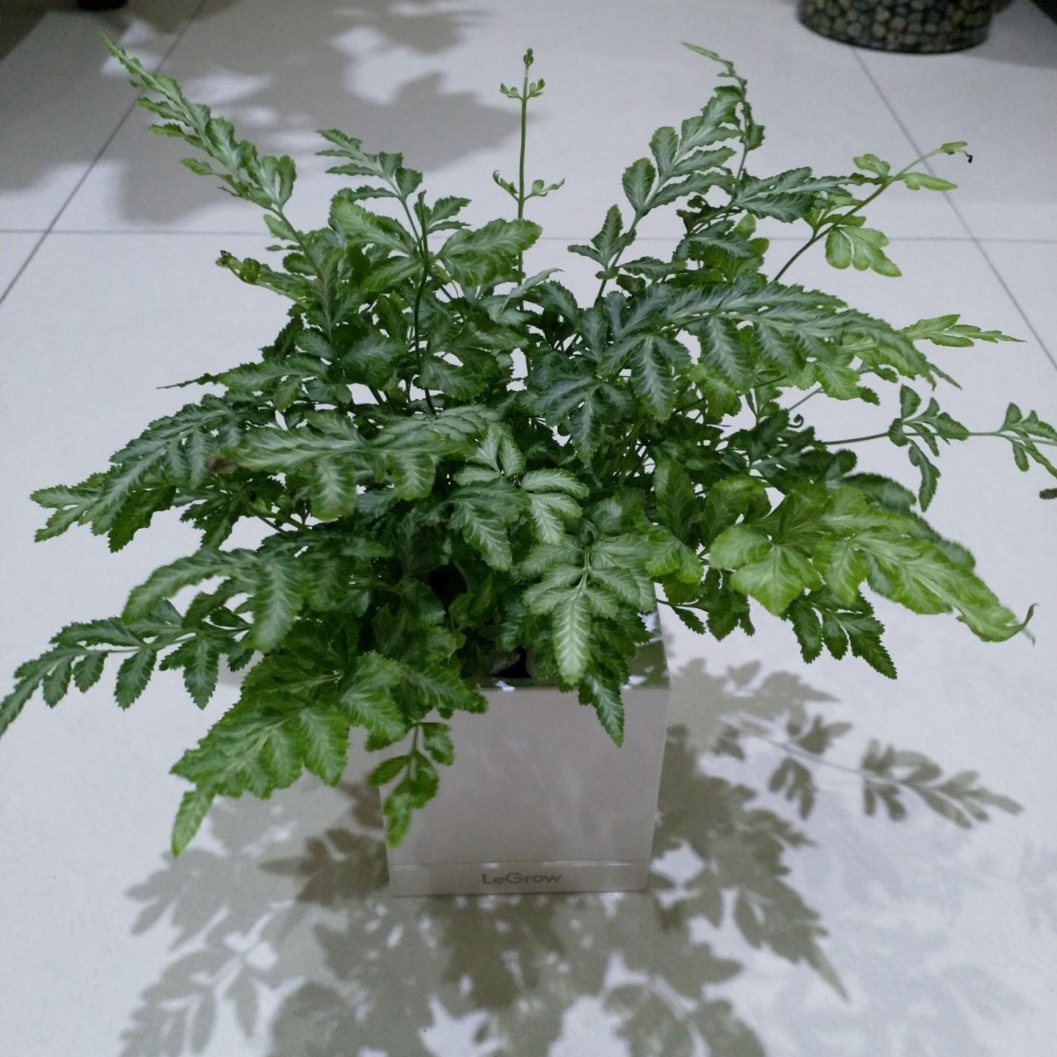 Cây Dương Xỉ