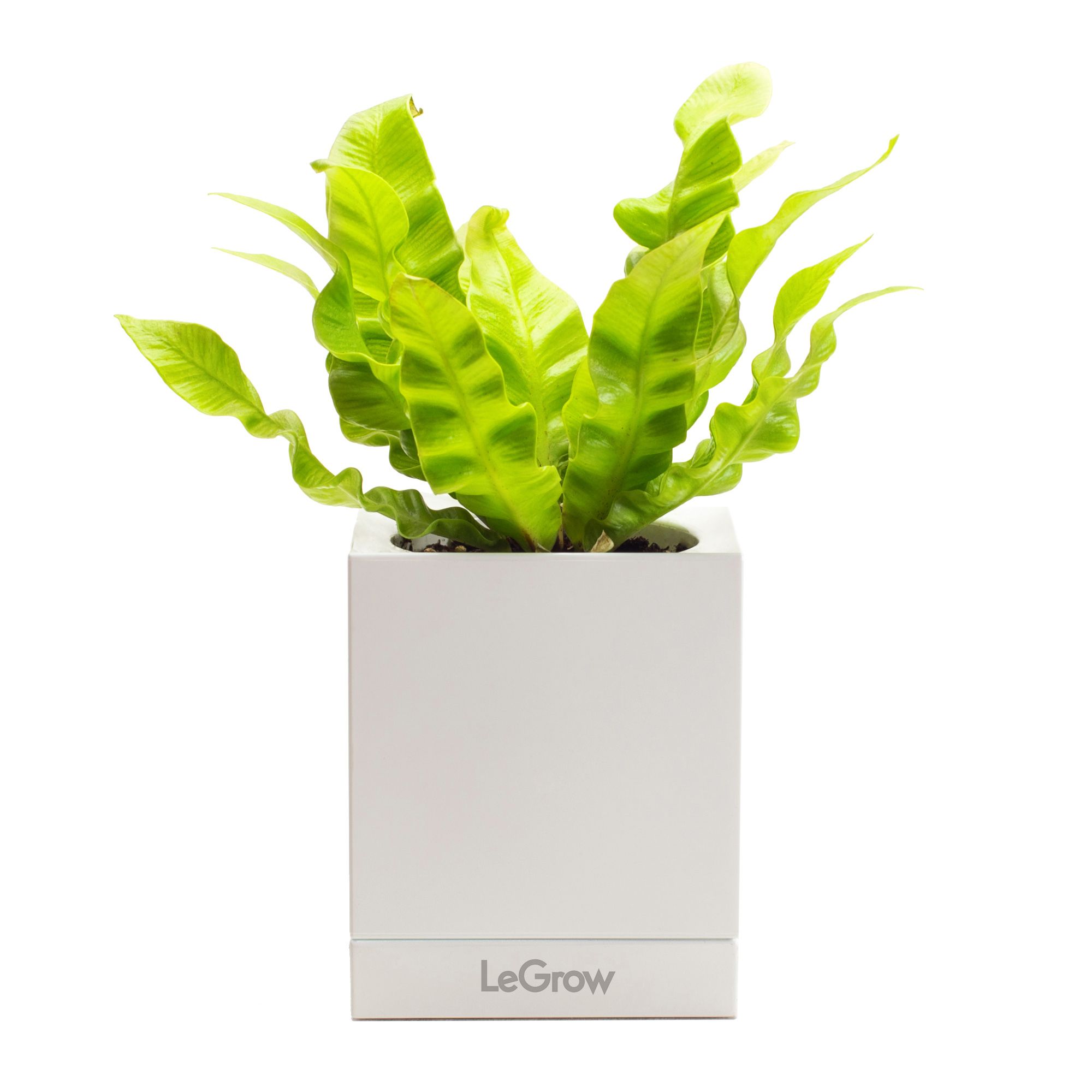 Chậu trồng cây thông minh Legrow - Growing Pot
