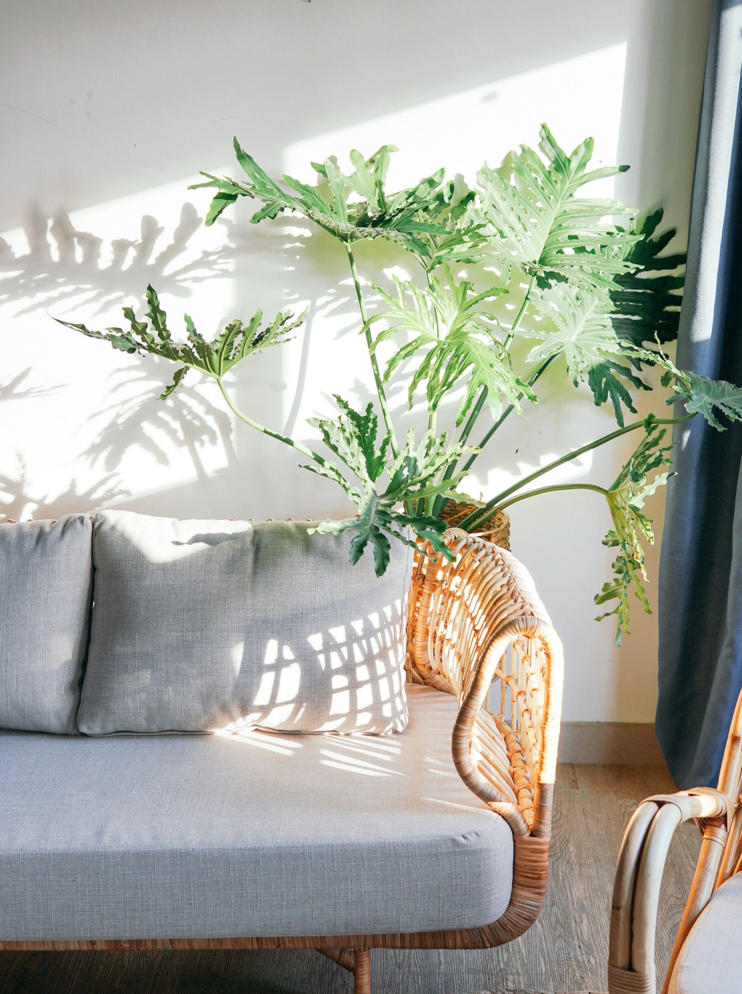 SOFA MÂY NỮ HOÀNG