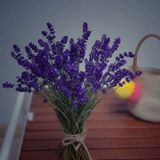 Hoa Lavender Màu Tím Thuỷ Chung