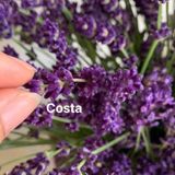 Hoa Lavender Màu Tím Thuỷ Chung