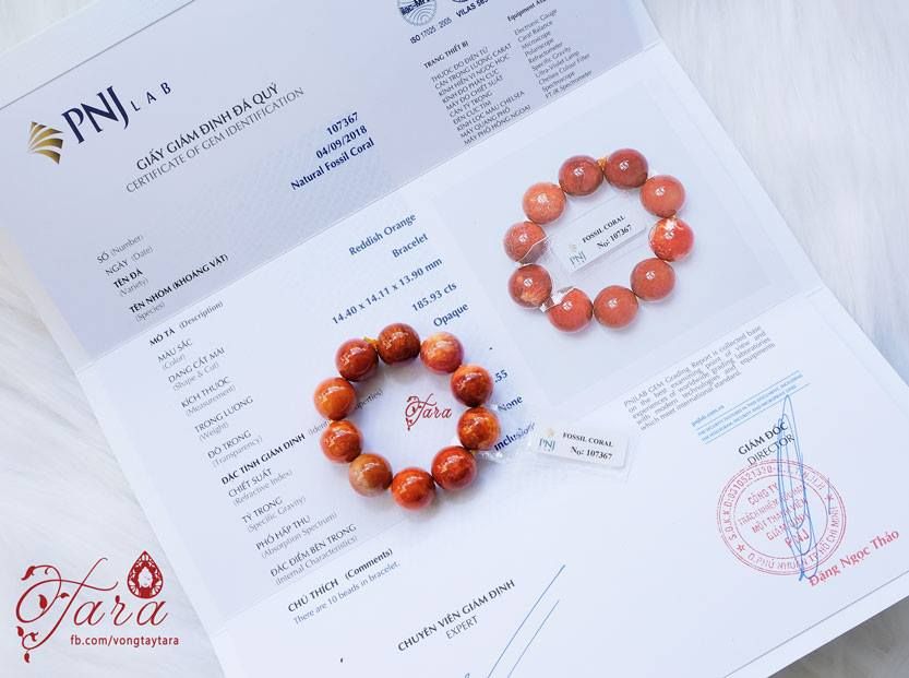 San Hô Đỏ Hóa Thạch