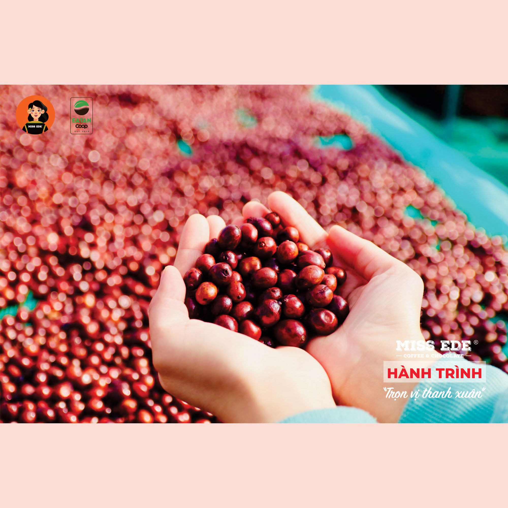 GROUND COFFEE Phin nhẹ 100% Fine Robusta, Medium roasted MISS EDE (Bag 250g)/ Cà phê nguyên chất Phin Nhẹ MISS EDE - Honey Robusta Loại 1 ( Gói 250g) (rang vừa - medium roasdted)