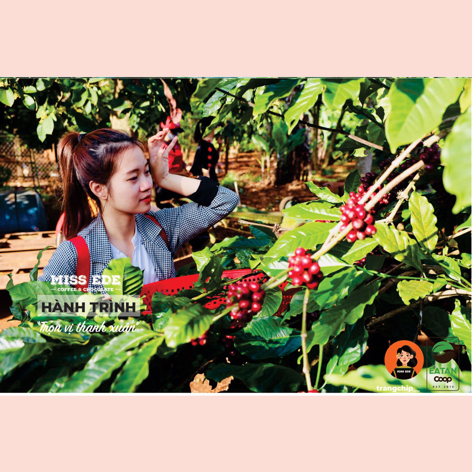 GROUND COFFEE Phin nhẹ 100% Fine Robusta, Medium roasted MISS EDE (Bag 250g)/ Cà phê nguyên chất Phin Nhẹ MISS EDE - Honey Robusta Loại 1 ( Gói 250g) (rang vừa - medium roasdted)