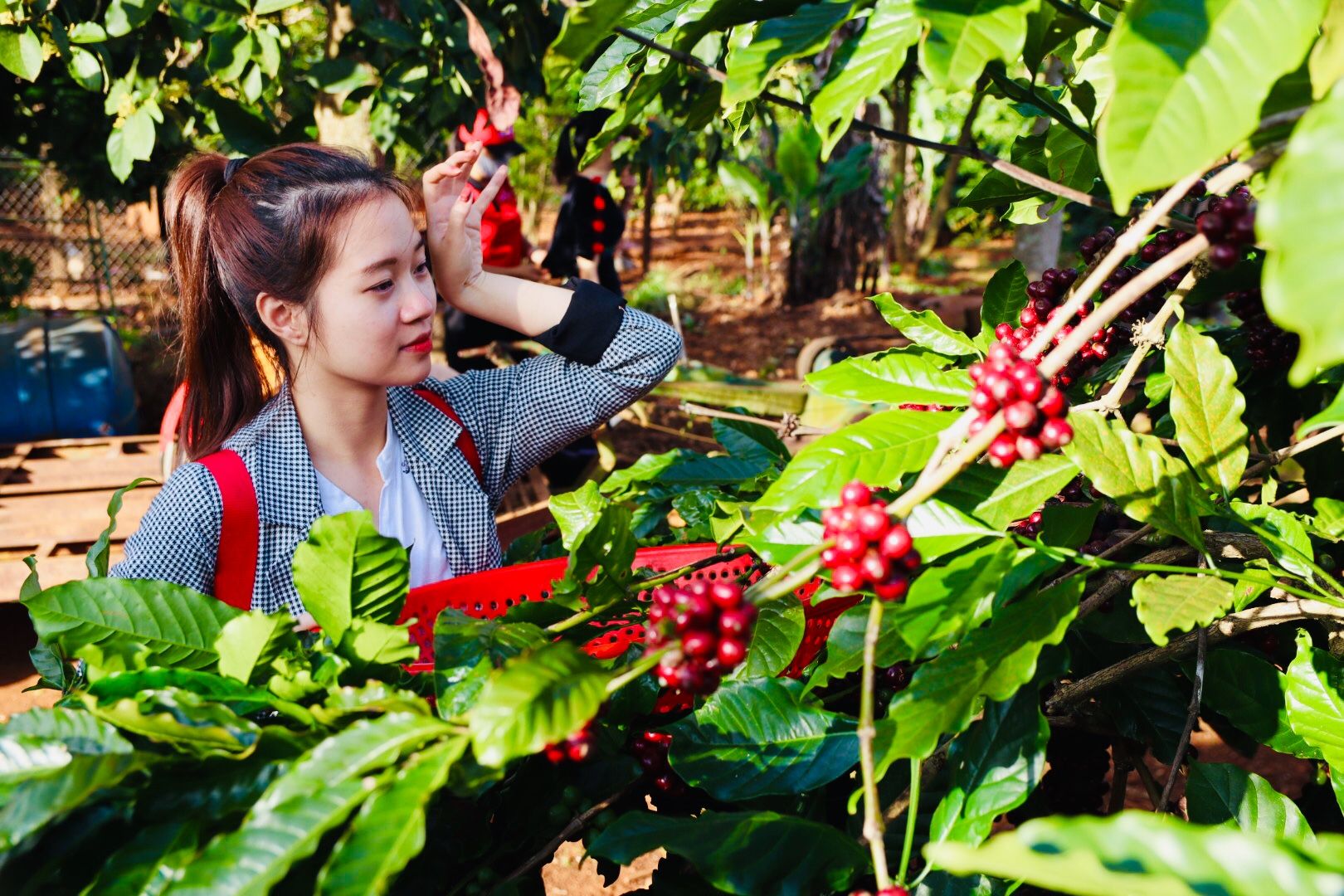 EUDR Vietnam Robusta Ground Coffee Medium Roasted 8.8 Oz (250g) MISS EDE - Bag (Only for Export)