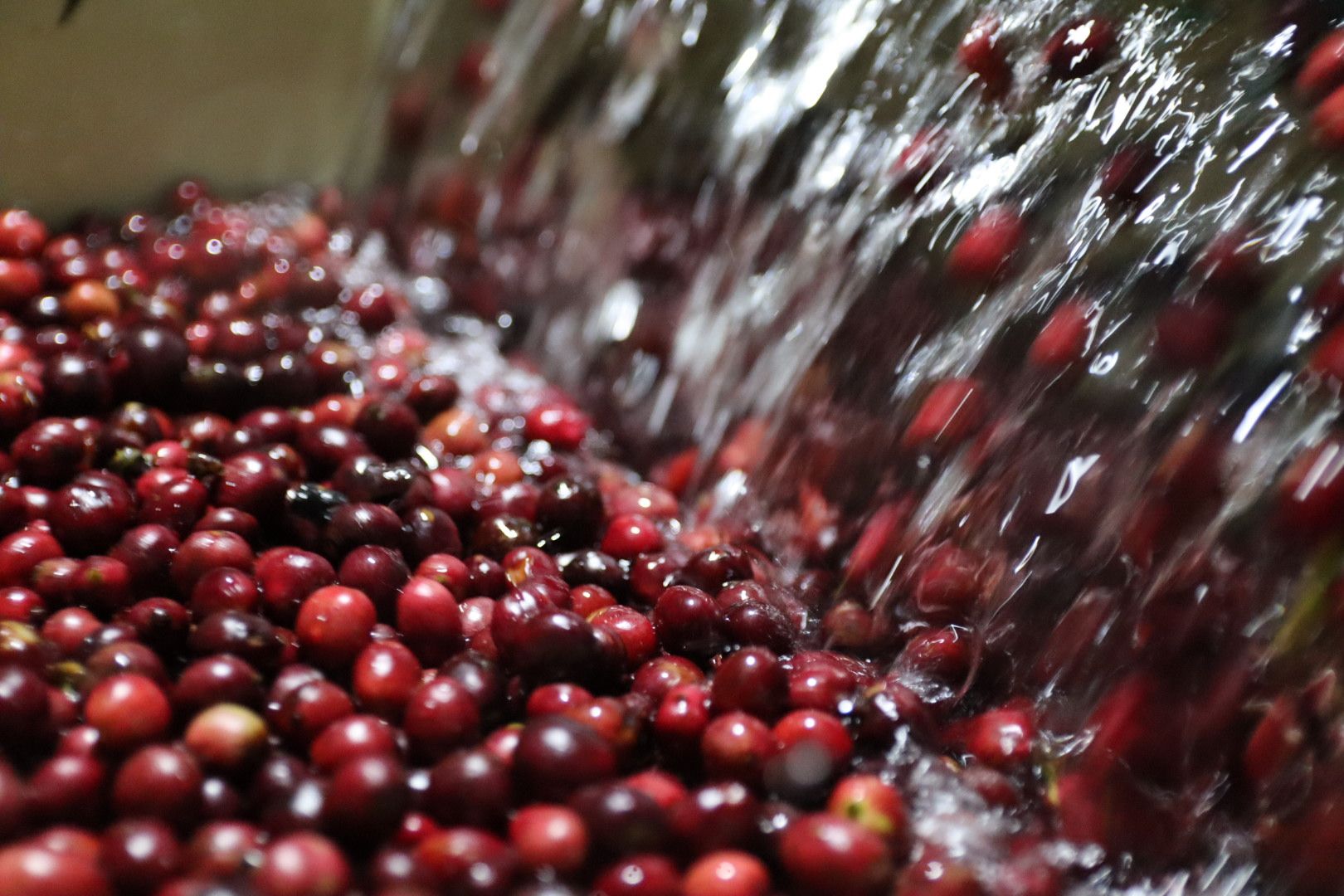 EUDR Vietnam Robusta Ground Coffee Medium Roasted 8.8 Oz (250g) MISS EDE - Bag (Only for Export)