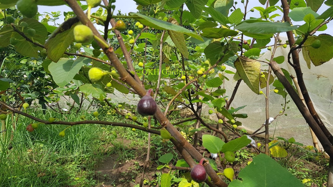 Cây giống Sung Mỹ Iraqui - Iraqui Fig