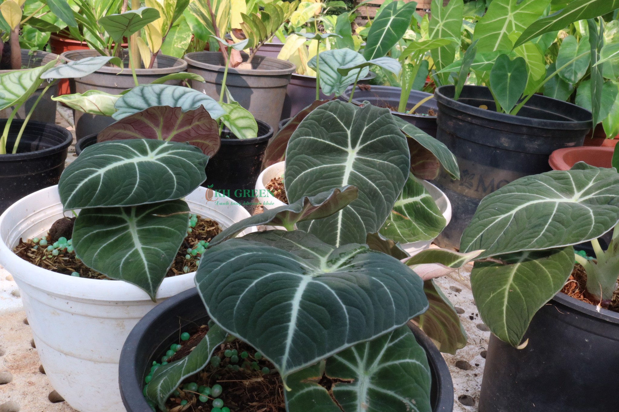 Alocasia Black Velvet