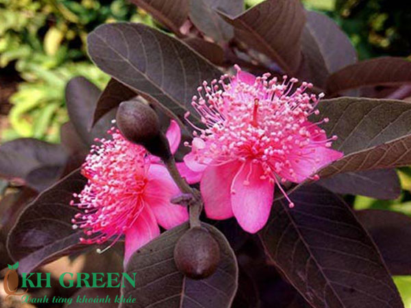 Cây giống ổi tím Malaysia