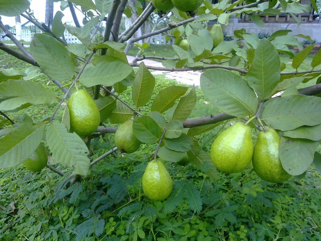Cây Ổi Lê Gốc Cổ Thụ