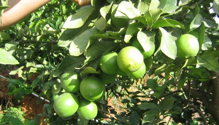 Cây Chanh Không Hạt