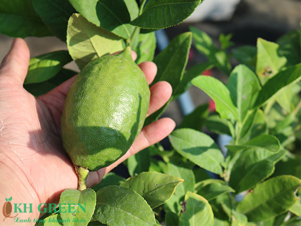 Cây giống chanh vàng Mỹ Eureka