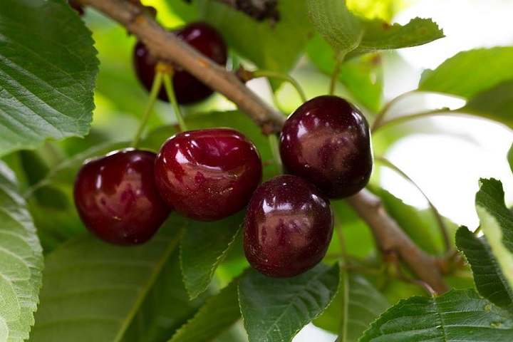 Cây giống cherry Brazil