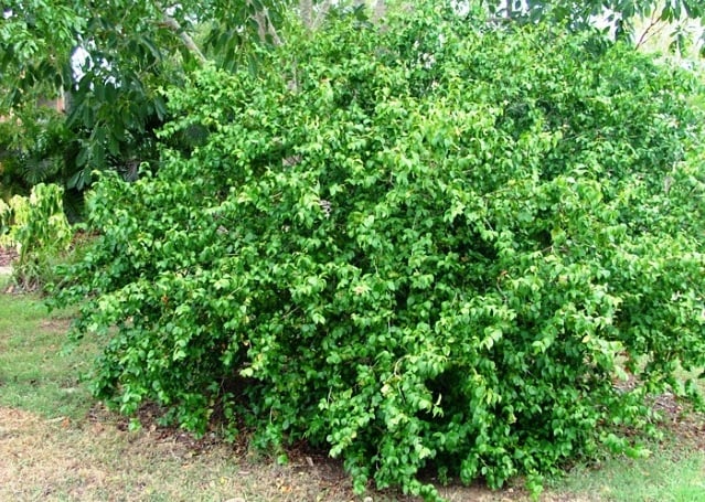 Cây Giống Cherry Surinam - Cherry Khía