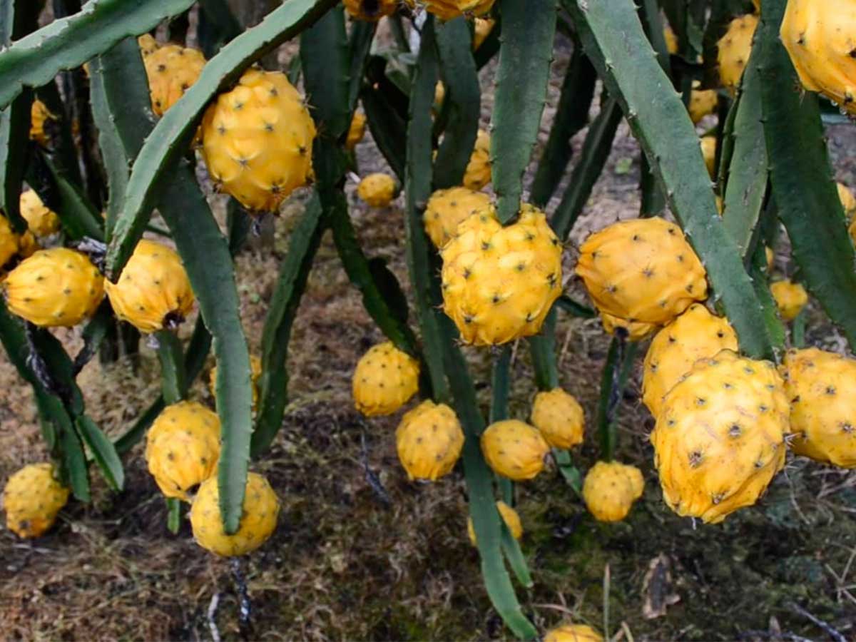Cây giống thanh long vàng Ecuador - Ecuador Sweet Yellow Dragon Fruit
