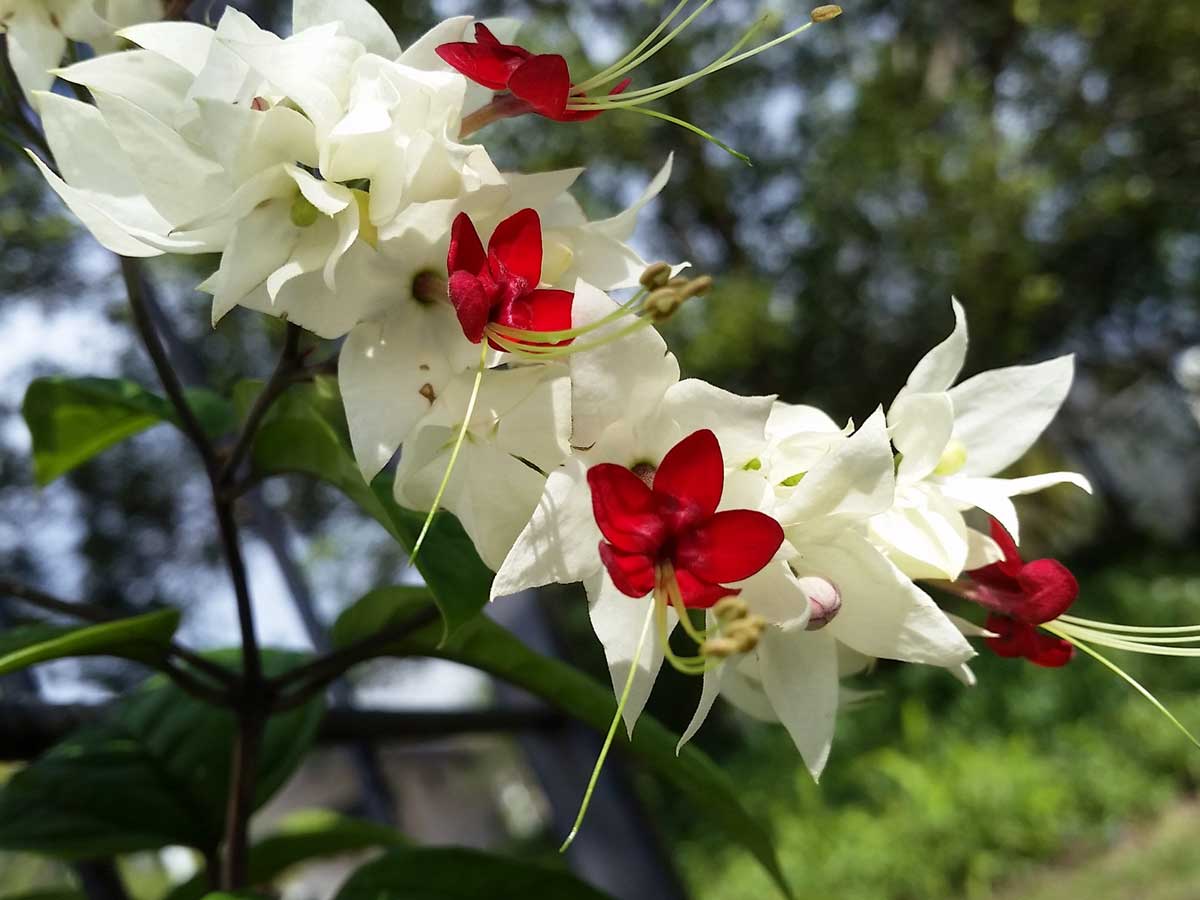 Cây giống hoa ngọc nữ