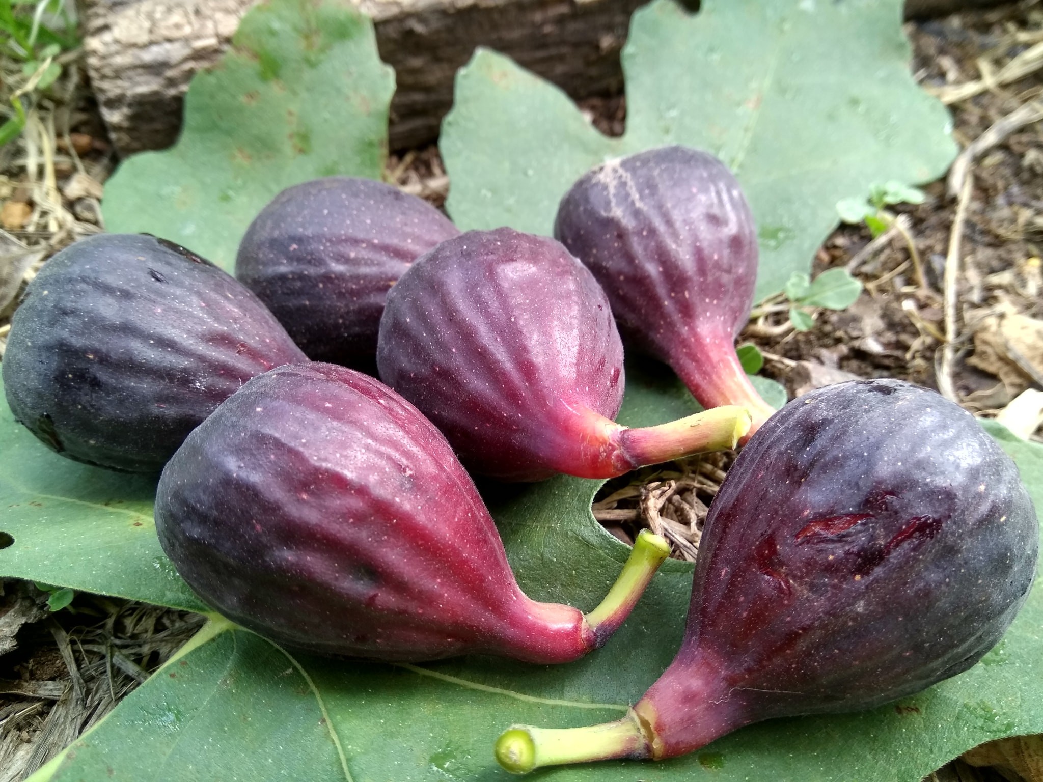 Cây Giống Sung Mỹ Dall' Osso