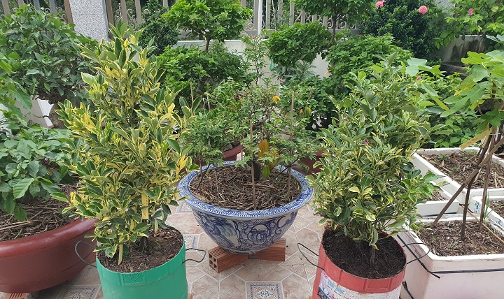 Cây Tắc Cẩm Thạch