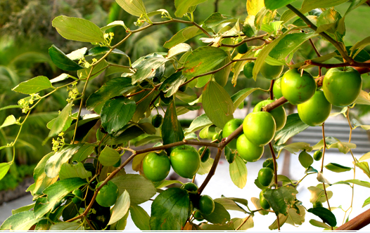 Cây giống táo thái