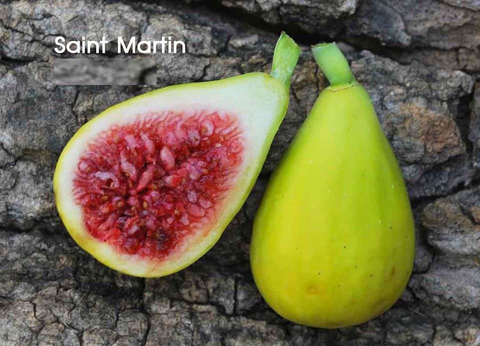 Cây Giống Sung Mỹ Saint Martin - Saint Martin Fig