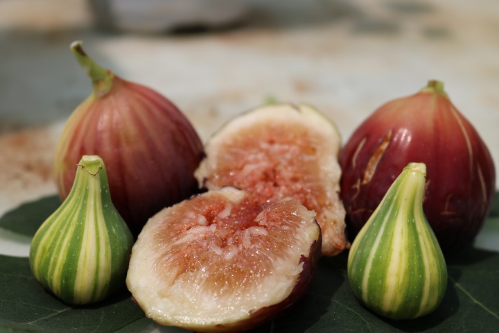 Cây giống sung mỹ Black Genoa - Black Genoa Fig