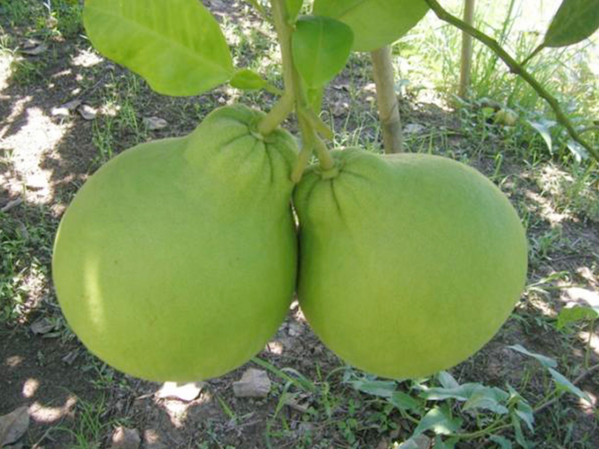 Cây giống bưởi đỏ Ruby Tubtim Siam Thái Lan - Tubtim Siam Pomelo