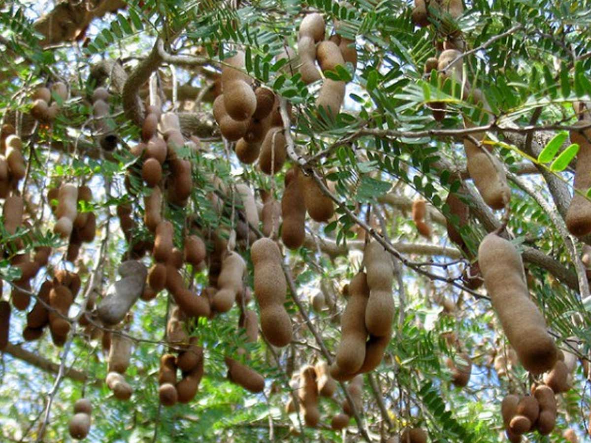 Cây giống me thái