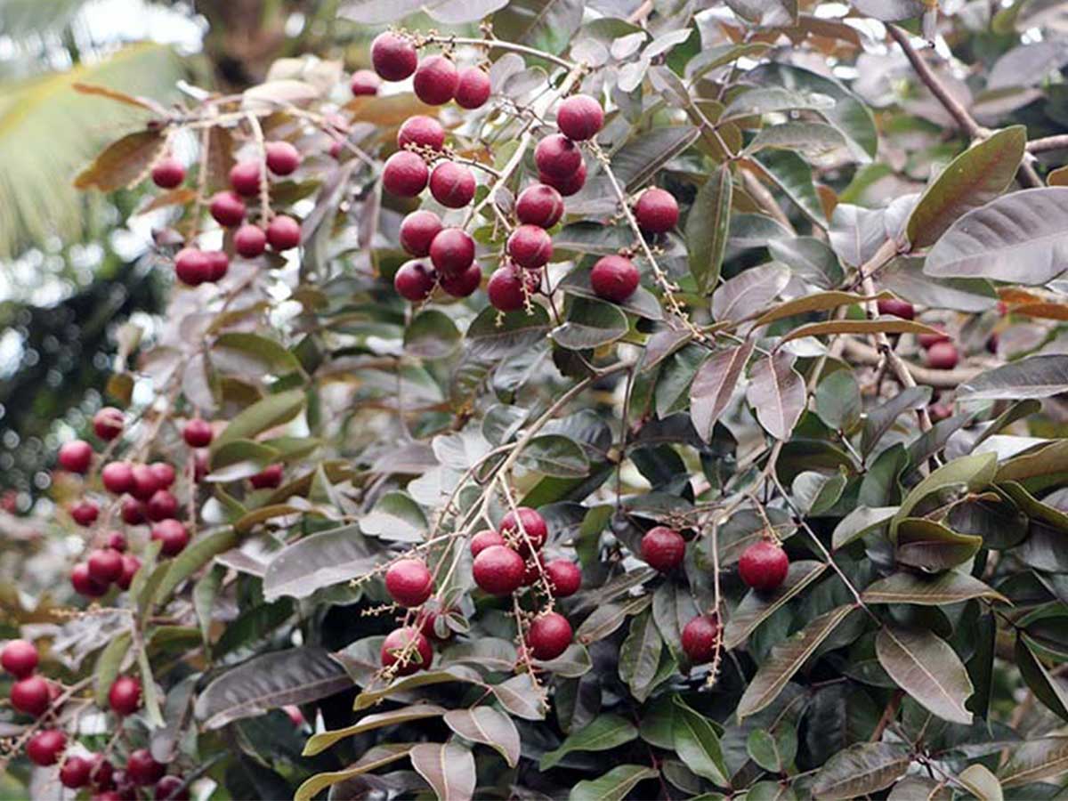 Cây giống nhãn tím - Red Longan